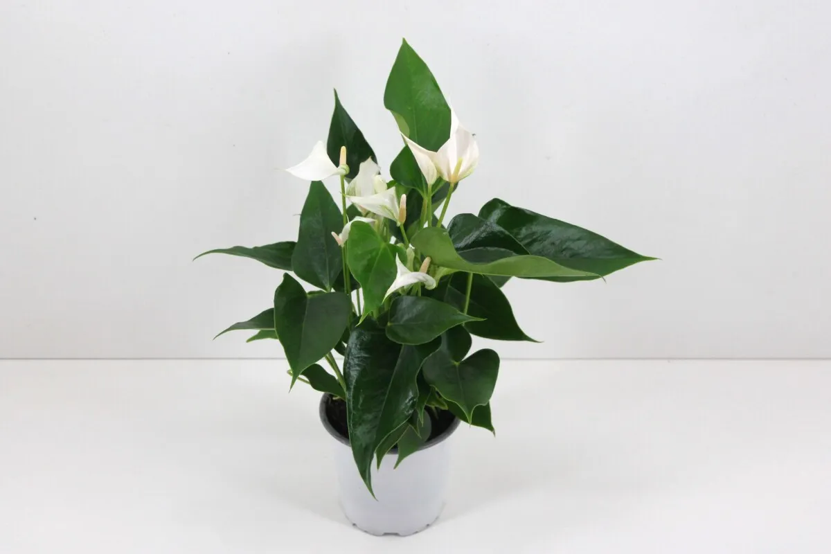 XL-Bloom YoungPlants XL.01 Sakura White plant eetbaar