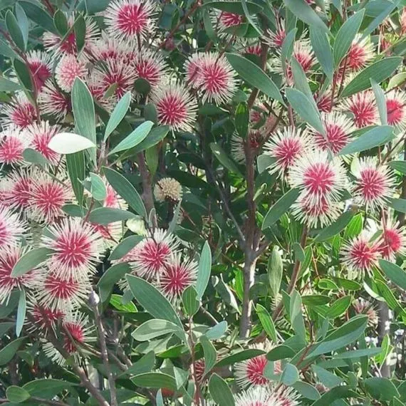 The Natural World Hakea laurina kuipplant geelrood