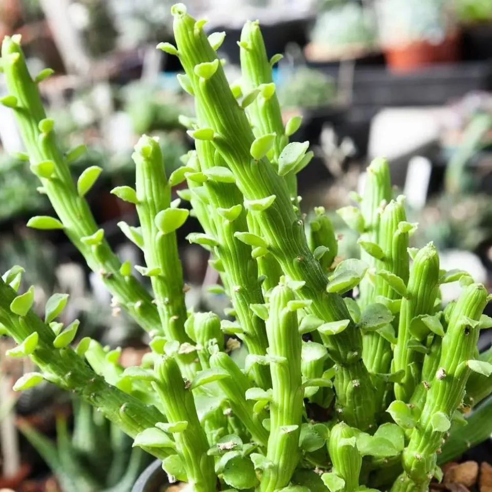 The Natural World Euphorbia bisellenbeckii vetplant