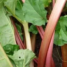 The Natural World Rheum Holsteiner Blut rabarberplant