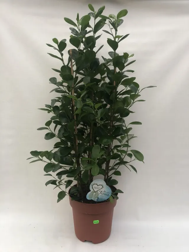 Tuincentrum Heerdink Ficus Moclame kamervijg 100 cm groen