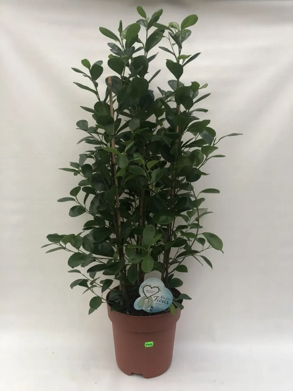 Tuincentrum Heerdink Ficus Moclame kamervijg 100 cm groen