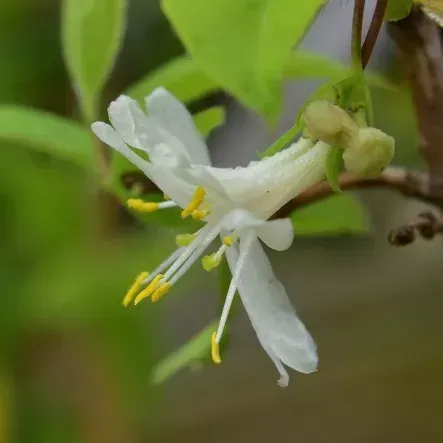 The Natural World Lonicera fragantissima struik winterbloei