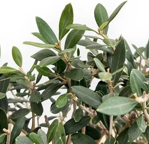 The Natural World Olea europaea sylvestris olijf plant eetbaar