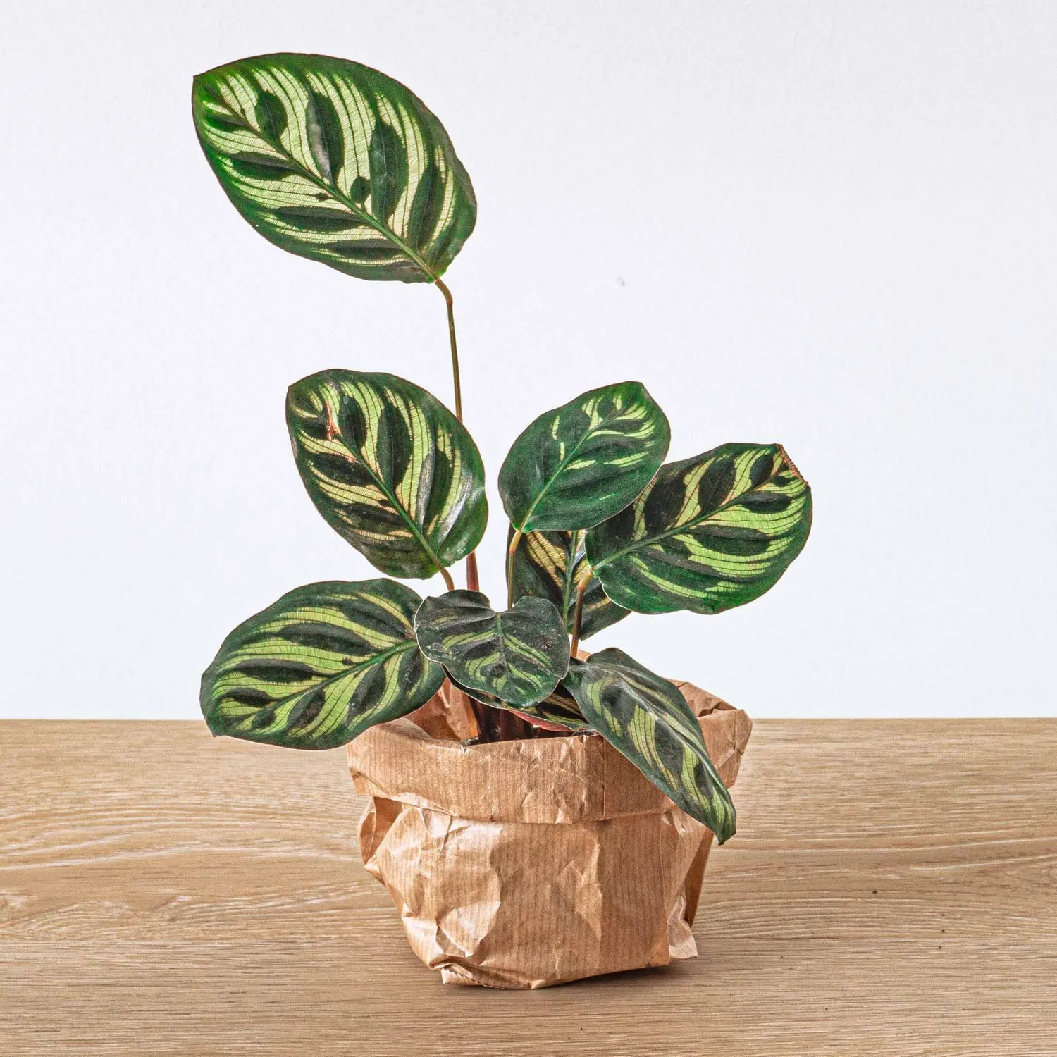 Urbanjungl Calathea Makoyana terrarium plant potmaat 6