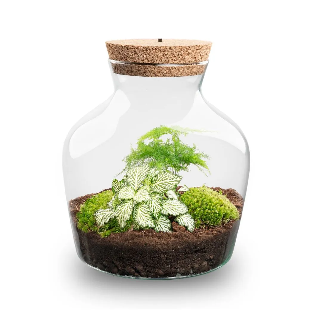 Little Joe Asparagus Fittonia planten terrarium met licht Ø20cm