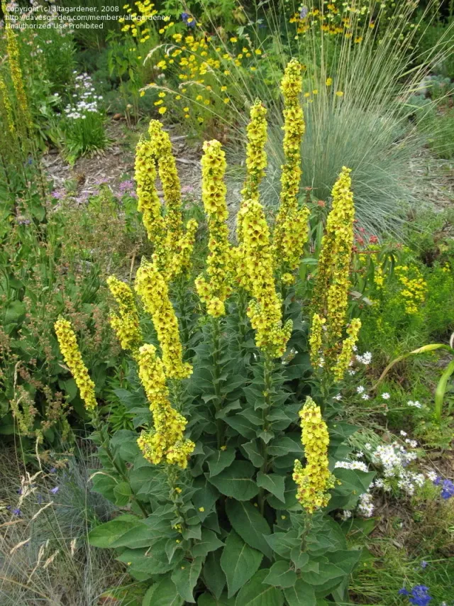 The Natural World Verbascum nigrum zwarte toorts P9 pot