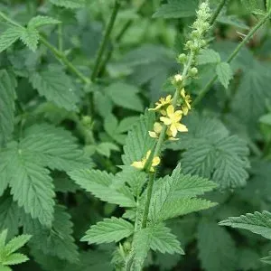 The Natural World Agrimonia procera agrimonieplant eetbaar