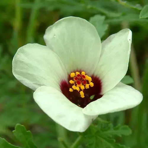 The Natural World Hibiscus trionum uurbloem plant eenjarig