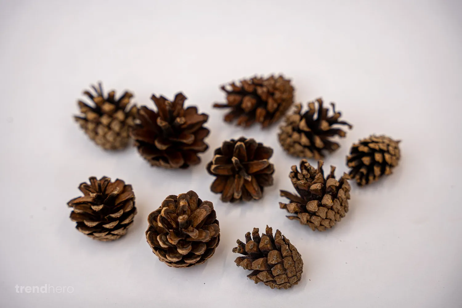 Urbanjungl Dennenappels Klein decoratie 10 stuks 4-6 cm