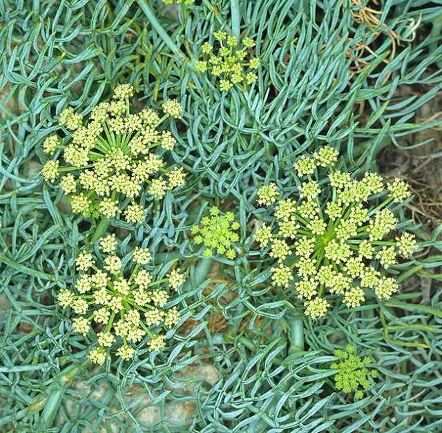 The Natural World Crithmum maritimum P9 zeevenkelplant eetbaar