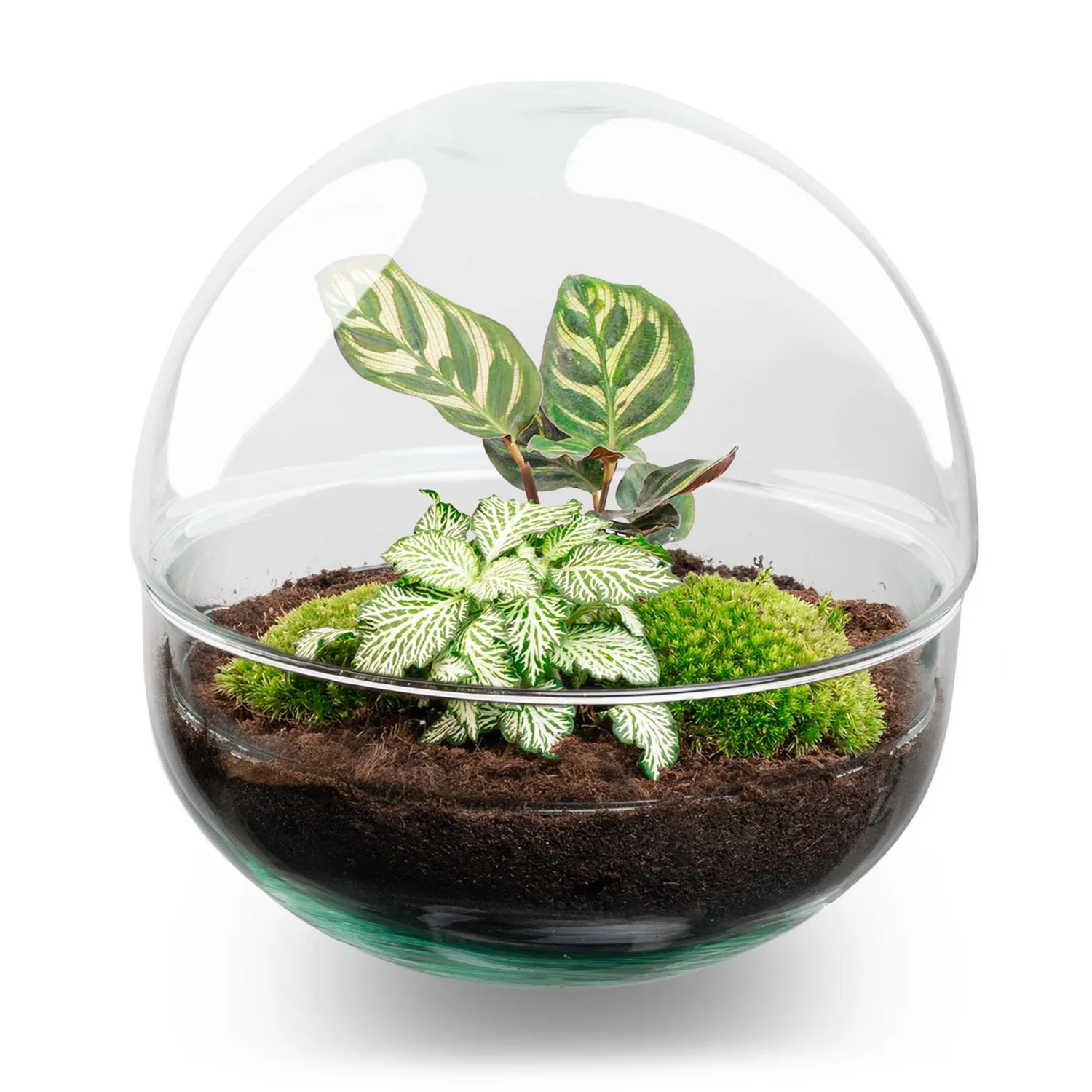 Urbanjungl Dome terrarium DIY kit Ø 20 cm gesloten