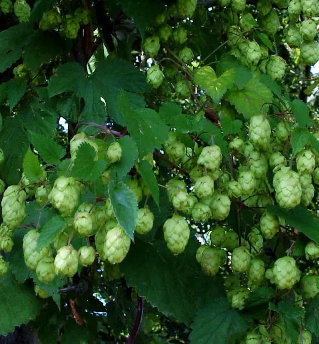 The Natural World Humulus lupulus Pure hopplant klimplant