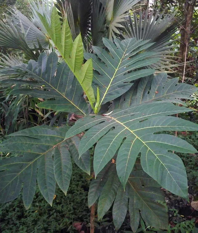 The Natural World Artocarpus altilis broodvrucht C5 tropisch