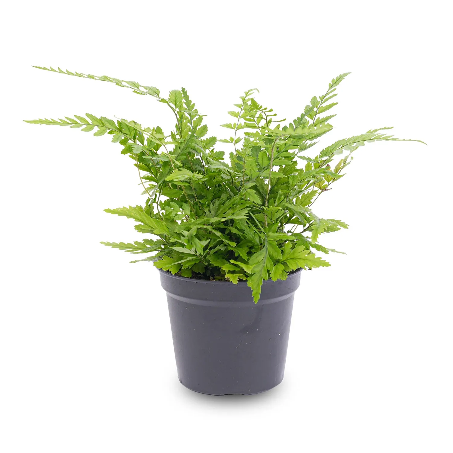 Urbanjungl Athyrium spicatum varen terrariumplant pot 6