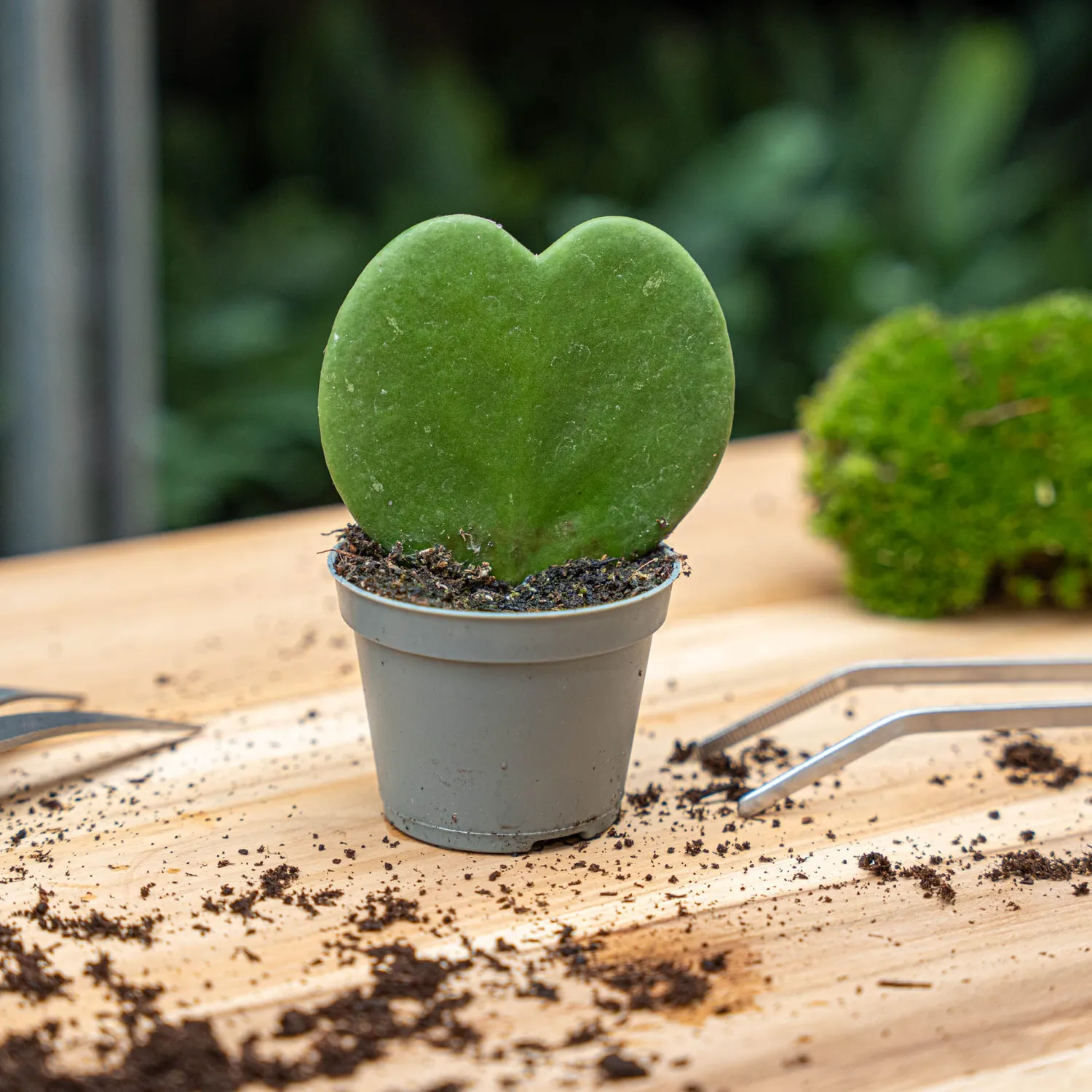 Urbanjungl Hoya Kerrii hartjesplant 10cm pot 6cm