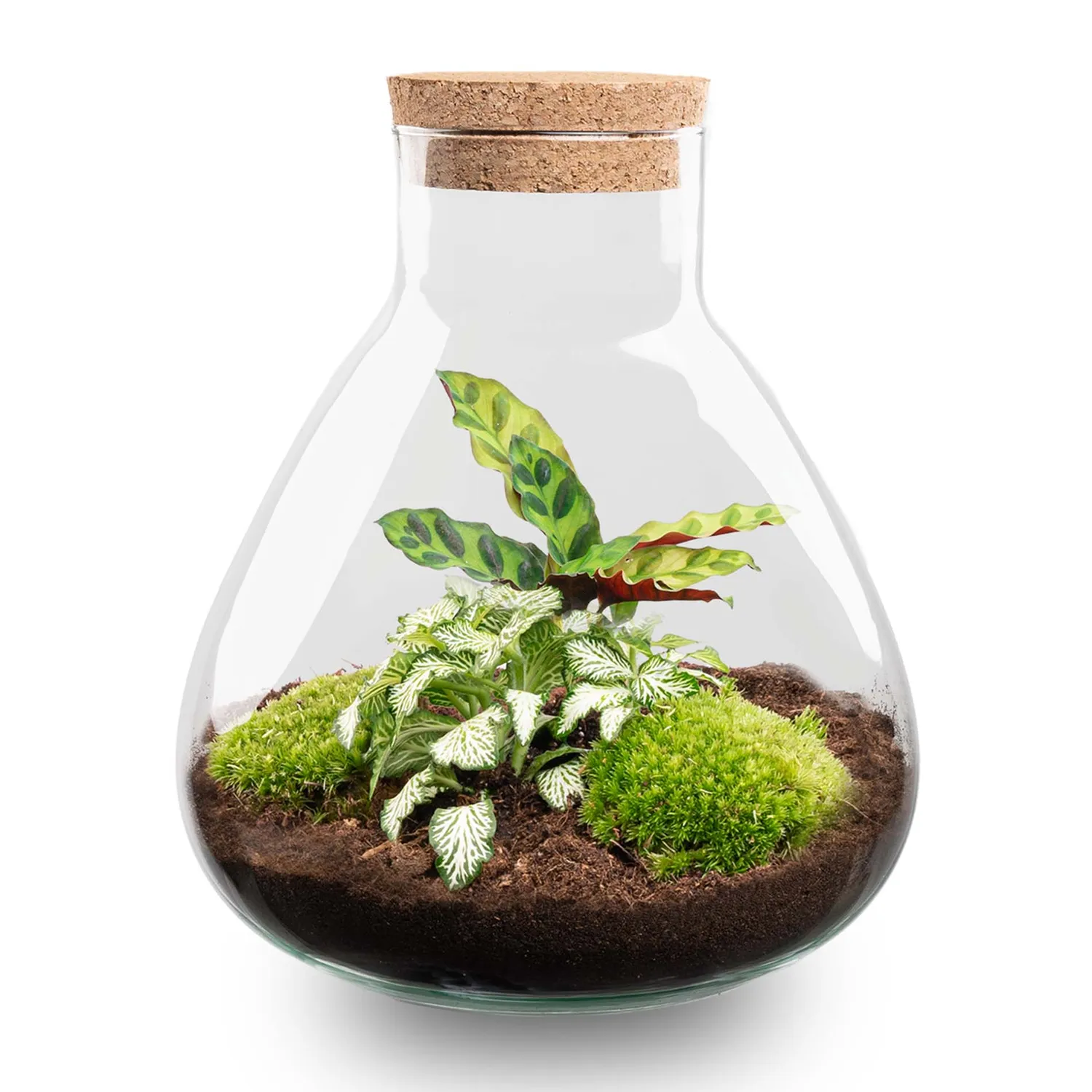 Urbanjungl Sammie Terrarium DIY kit Ø22,5 cm calathea