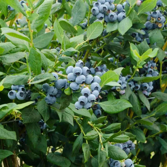 The Natural World Vaccinium cor. Duke blauwe bes struik eetbaar