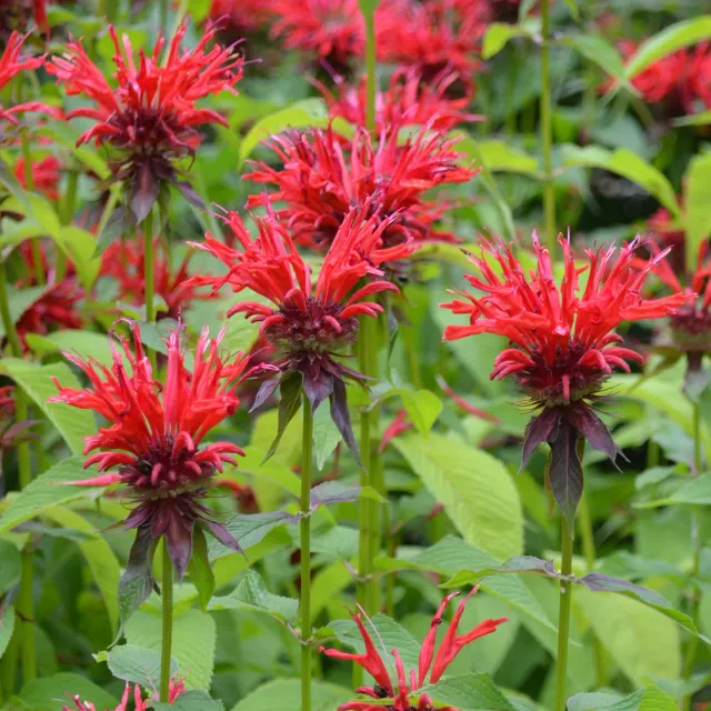 The Natural World Monarda didyma plant P9 voor thee