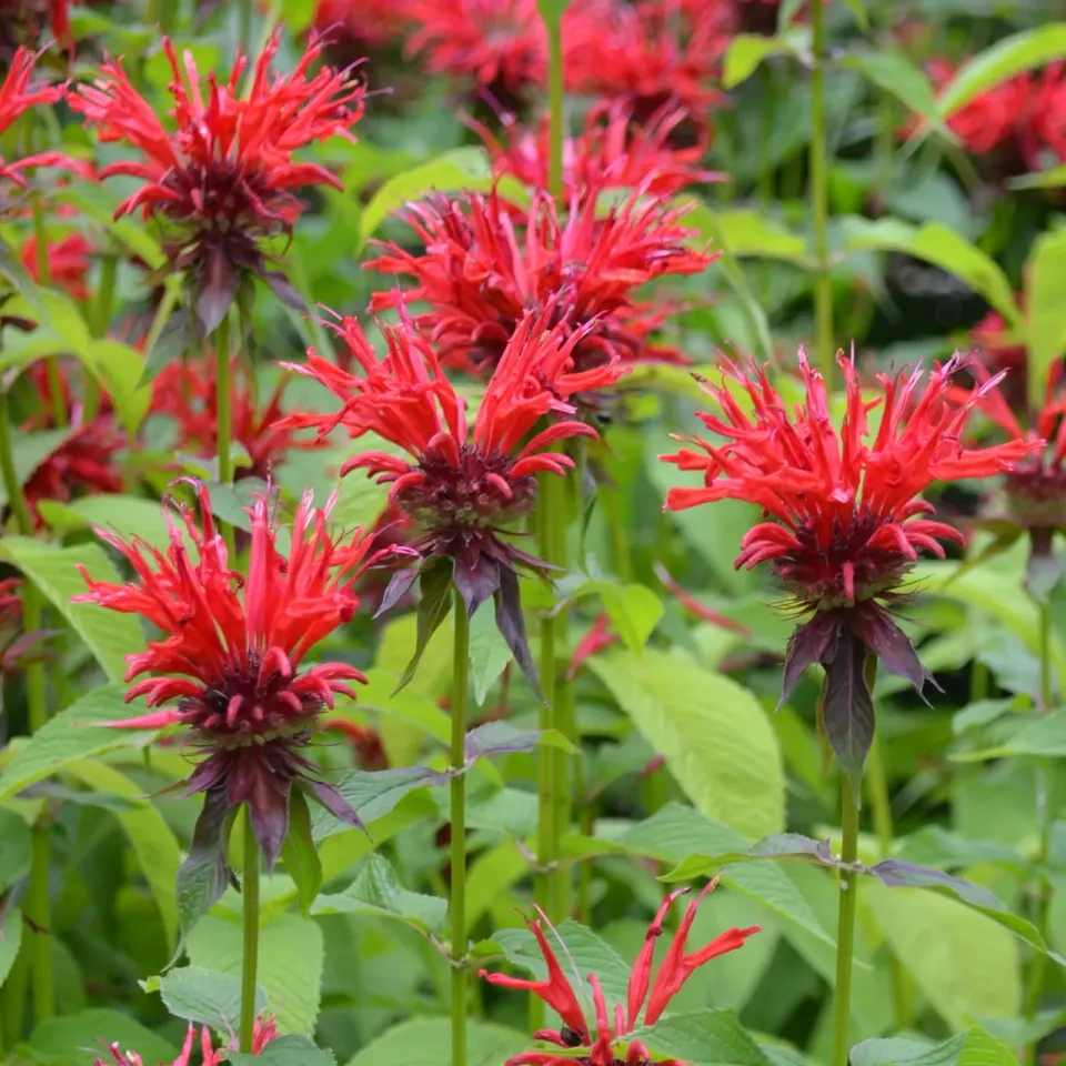 The Natural World Monarda didyma plant P9 voor thee