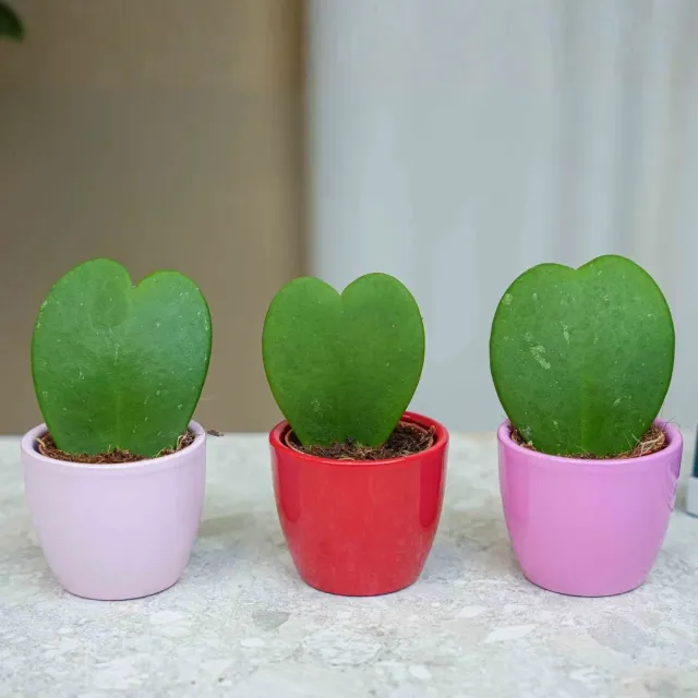 Urbanjungl Love plant set 3x mini pot Hoya Kerrii hart roze