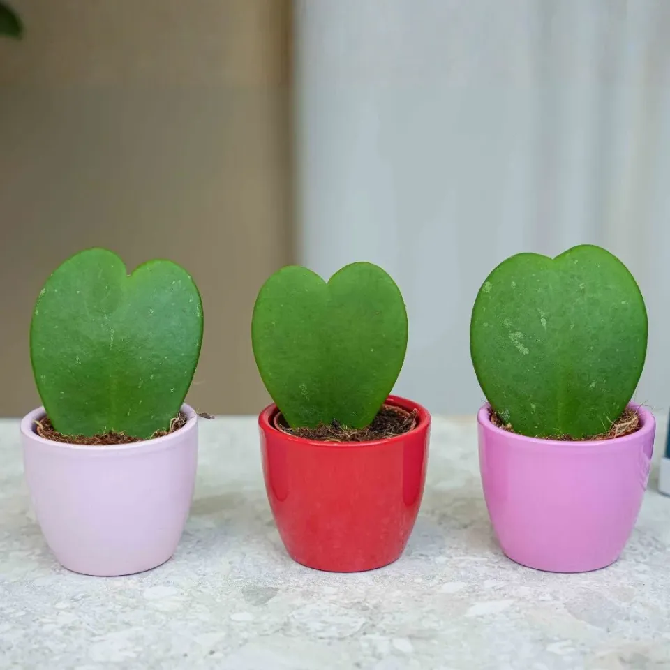 Urbanjungl Love plant set 3x mini pot Hoya Kerrii hart roze