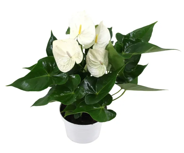 XL-Bloom YoungPlants XL.98 aardbeiplant Giant White P9 wit