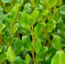 The Natural World Griselinia littoralis haagplant wintergroen