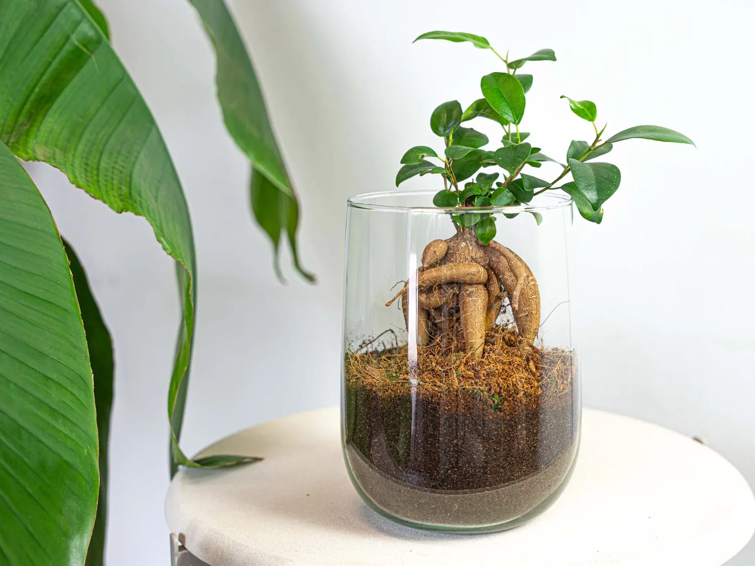 Urbanjungl Vaas Martin DIY kit 17 cm met ficus of hedera