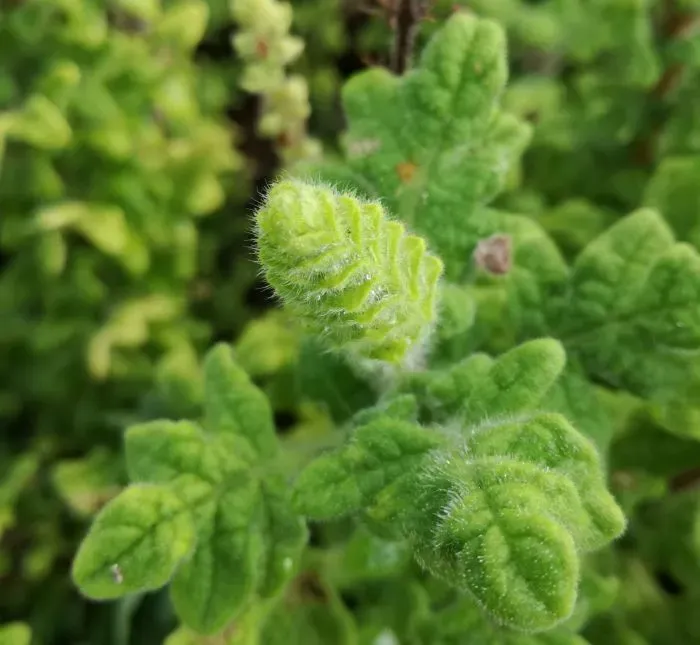 The Natural World Plectranthus venteri plant