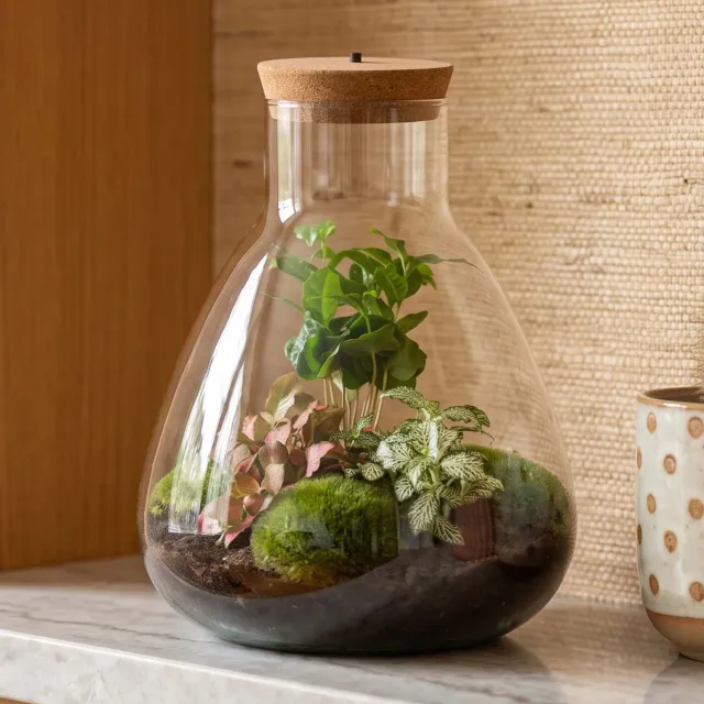 Urbanjungl Sam Coffea plantenterrarium DIY kit met licht 24 cm