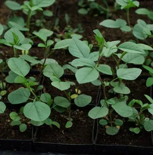 The Natural World Glycyrrhiza glabra zoethout P9