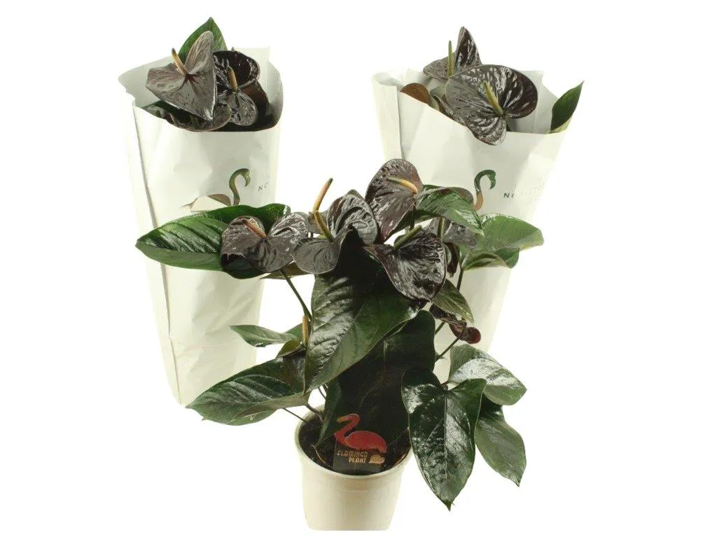 XL-Bloom YoungPlants XL.56 Jambo Black jonge plant eetbaar
