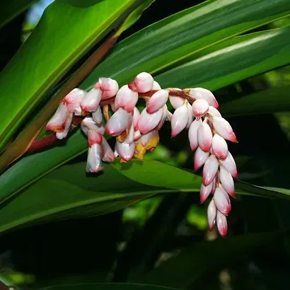 The Natural World Alpinia Zerumbet plant P9 pot geurblad