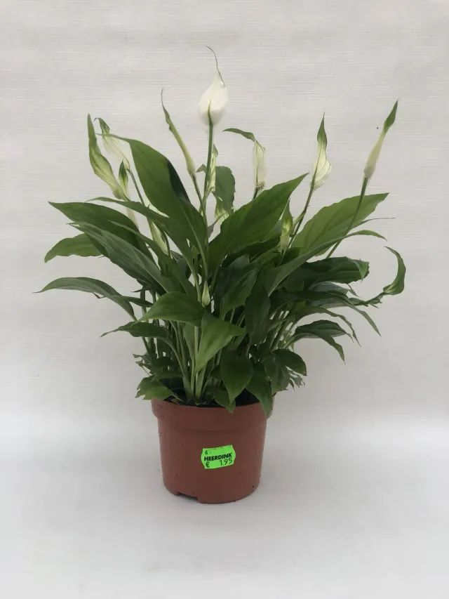 Spathiphyllum lepelplant 25 cm luchtzuiverend groen