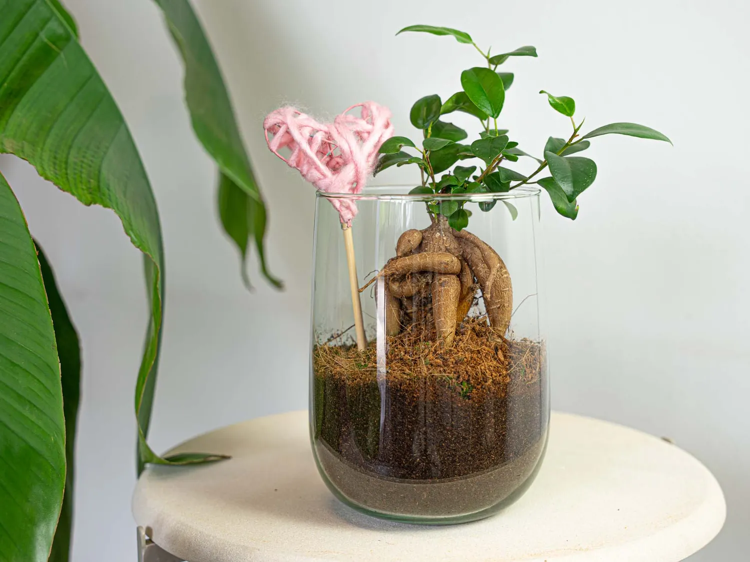 Urbanjungl Vaas Martin DIY kit 17 cm met ficus of hedera