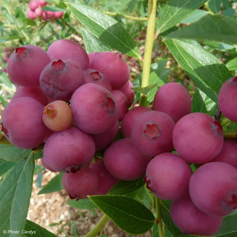 The Natural World Vaccinium Pink Lemonade bosbes roze