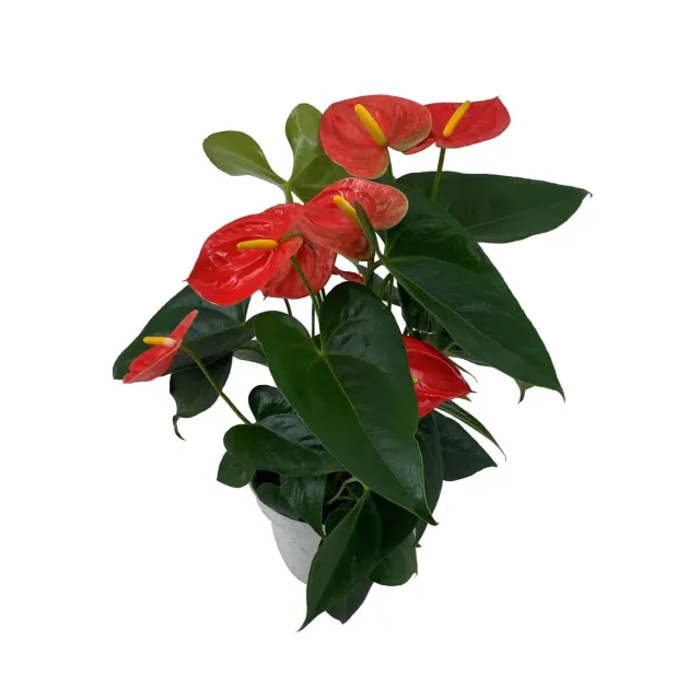 XL-Bloom YoungPlants XL.126 jonge plant Easy Orange oranje