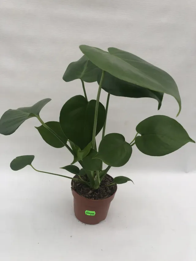 Monstera Deliciosa gatenplant 45 cm luchtzuiverend