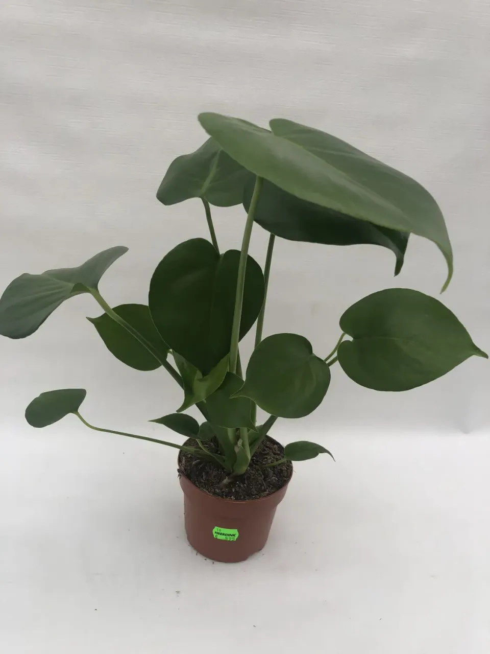 Monstera Deliciosa gatenplant 45 cm luchtzuiverend