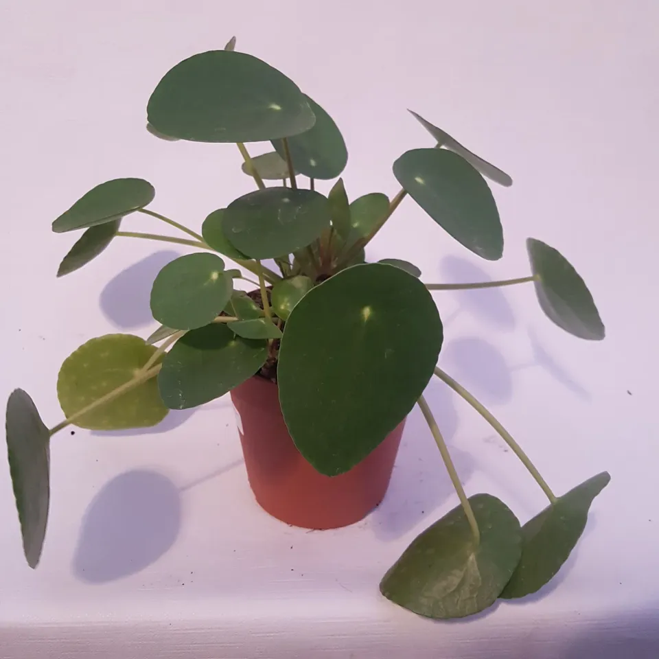 Tuincentrum Heerdink pilea pannenkoekplant 25 cm rond blad