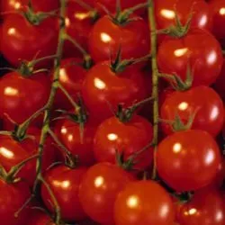 The Natural World Gourmandise Red tomatenplant zoet