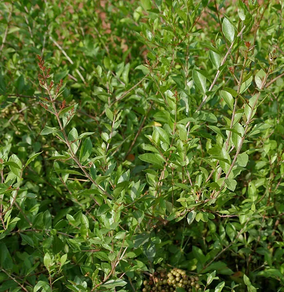 The Natural World Lawsonia inermis plant hennaplant
