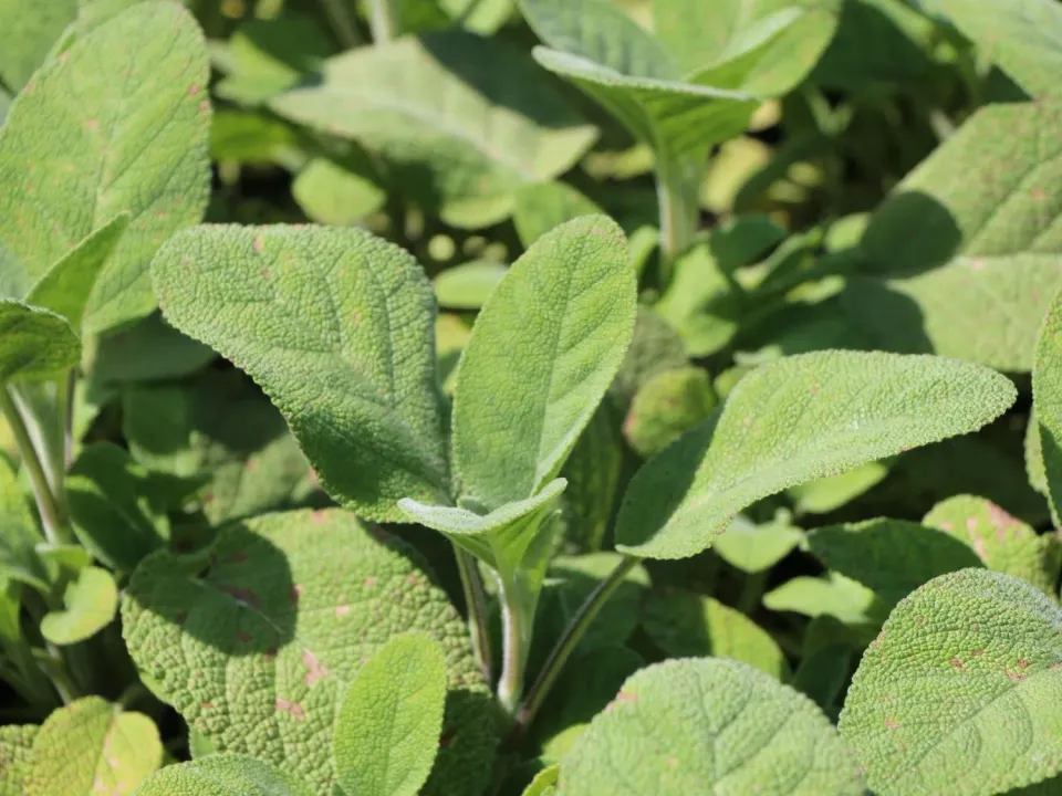 The Natural World Salvia Culinaria salieplant eetbaar P9