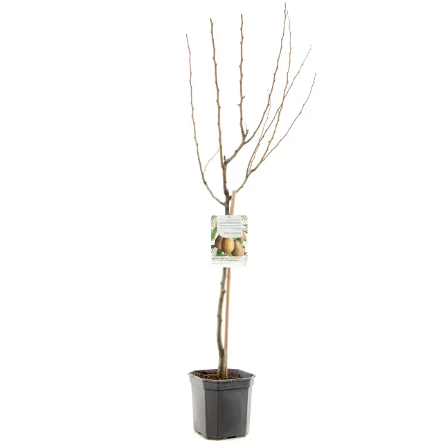 Tuincentrum Heerdink Triomphe de Vienne perenboom handpeer eetbaar