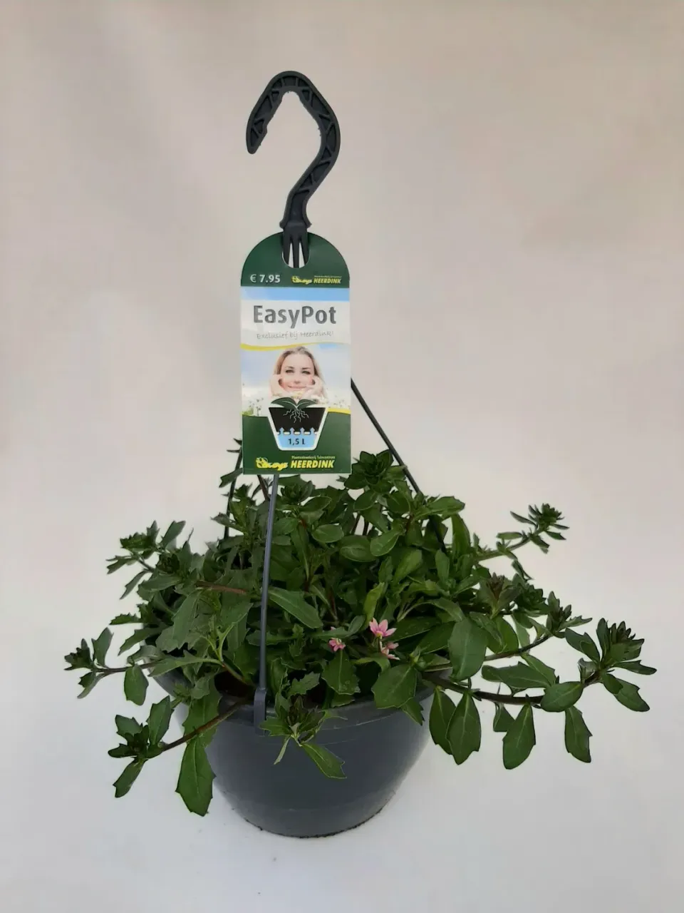 Tuincentrum Heerdink Scaevola mix waaierbloem hangend