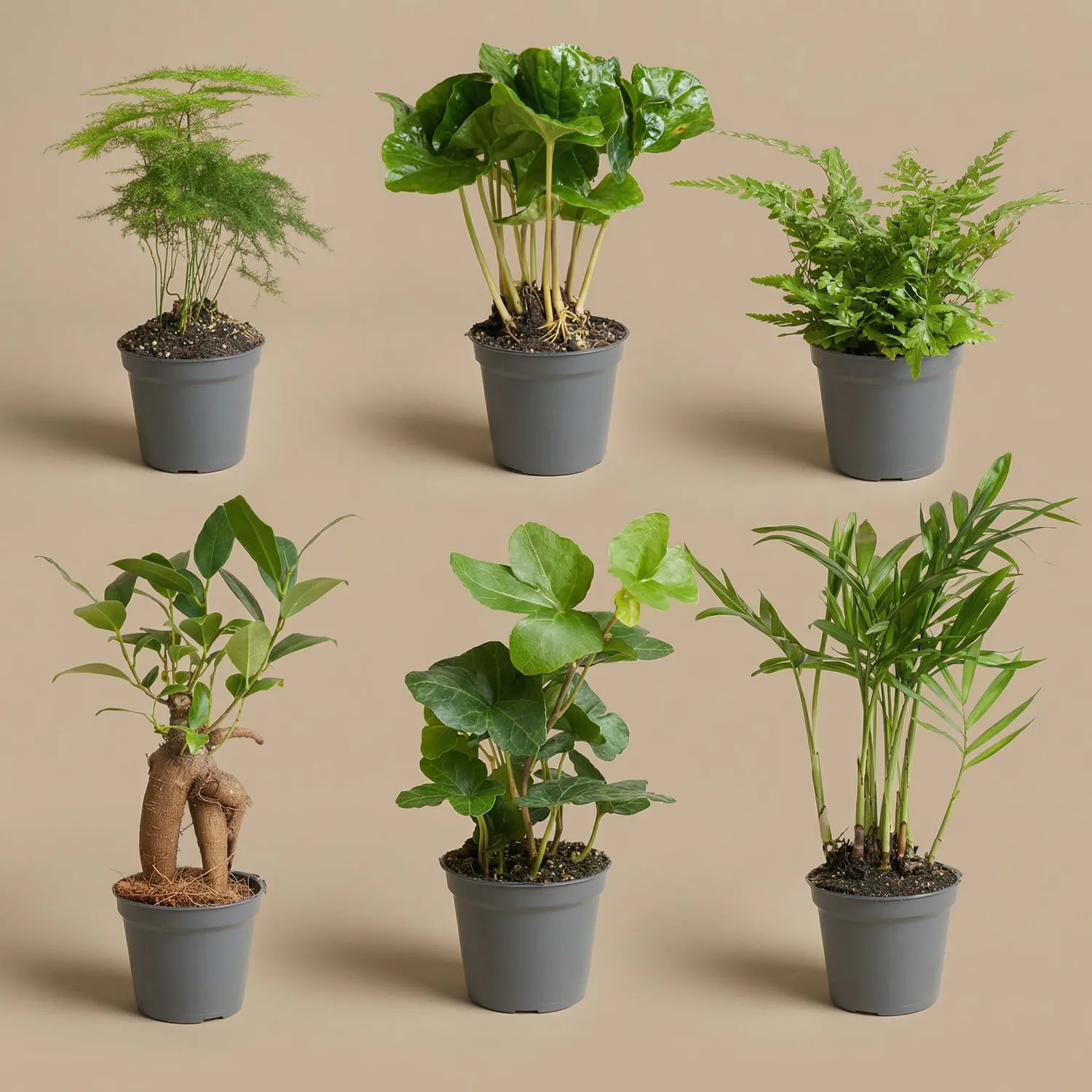 Urbanjungl Planten set 6 groene babyplanten potmaat 6 cm