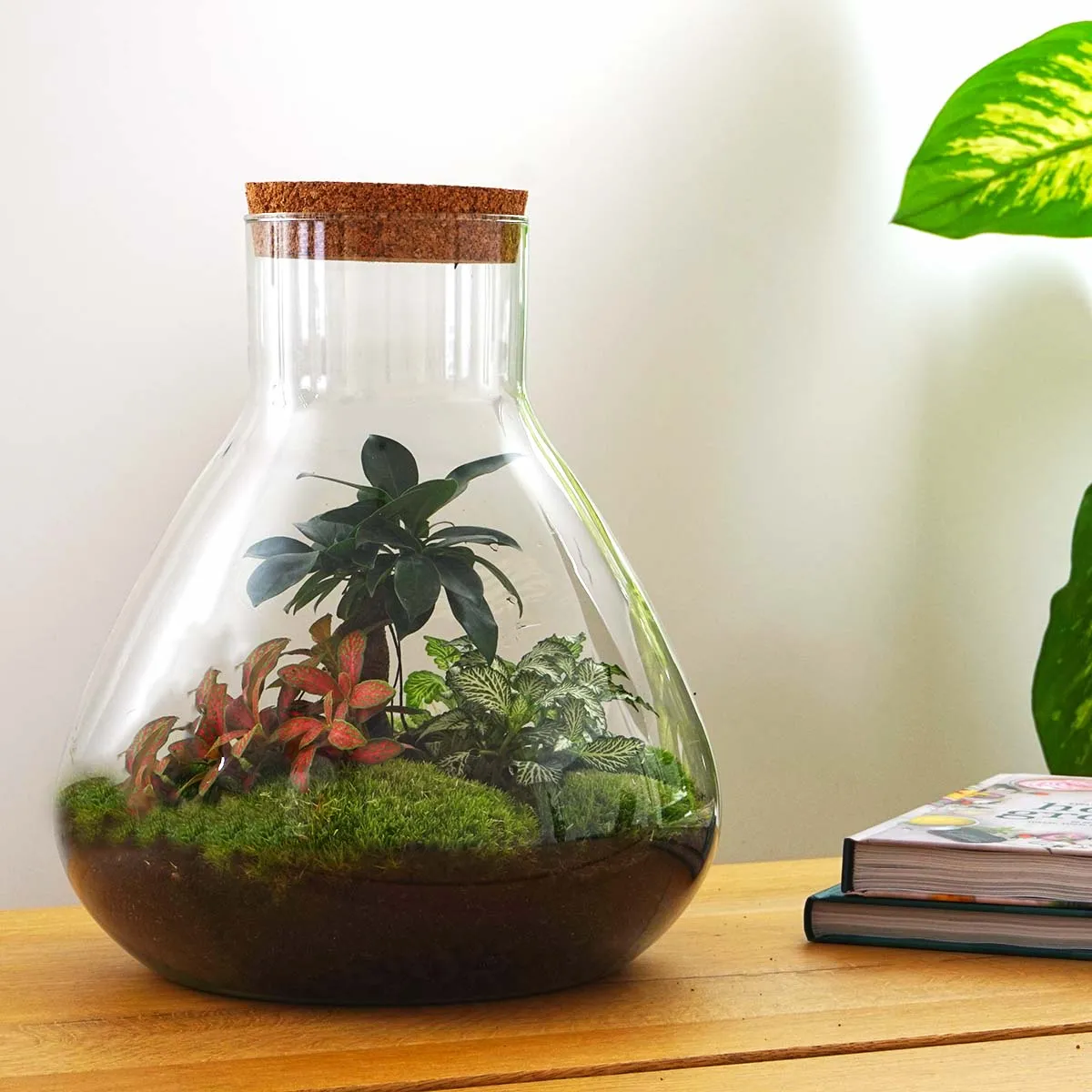 Urbanjungl Sam XL Bonsai planten terrarium kit met licht