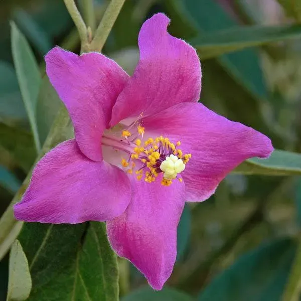 The Natural World Lagunaria patersonii kuipplant groenblijvend