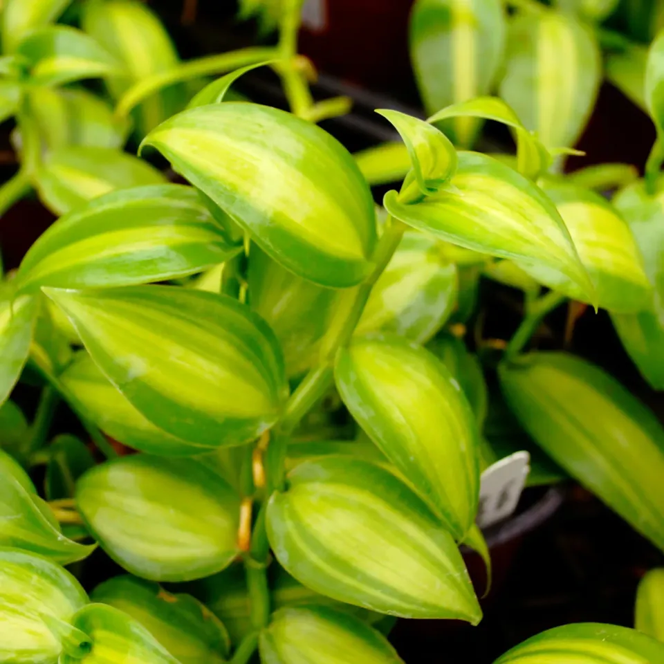 The Natural World Vanilla Variegata vanilleplant bont